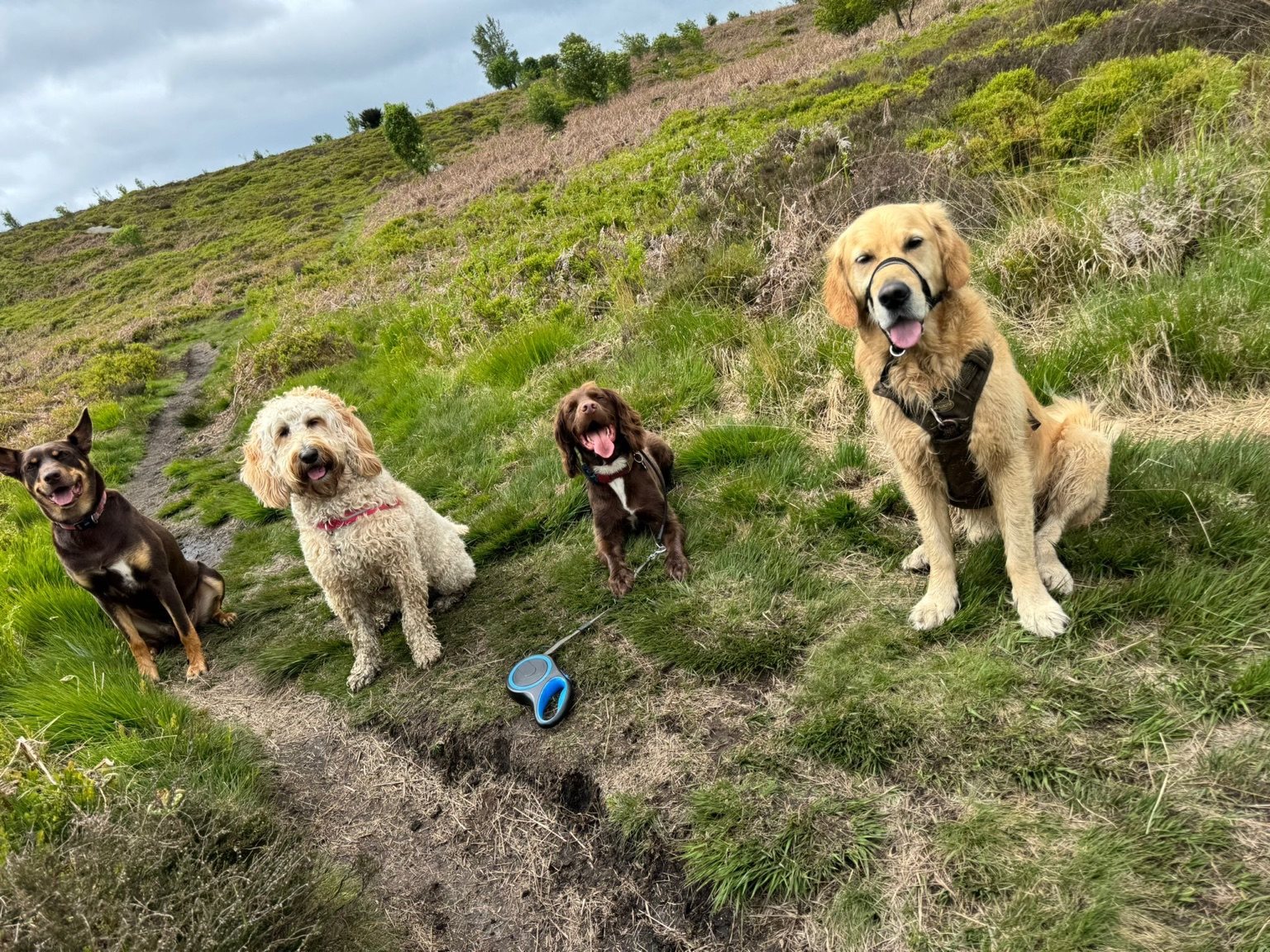 Golden retriever and dogs on a hillside walk