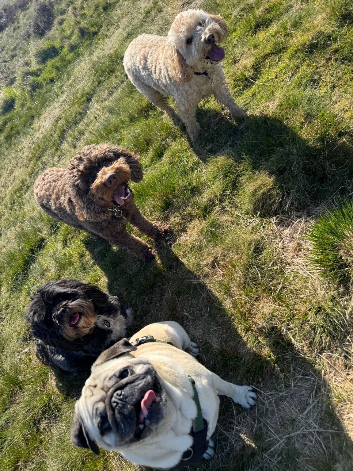 Dogs enjoying a grassy outdoor walk