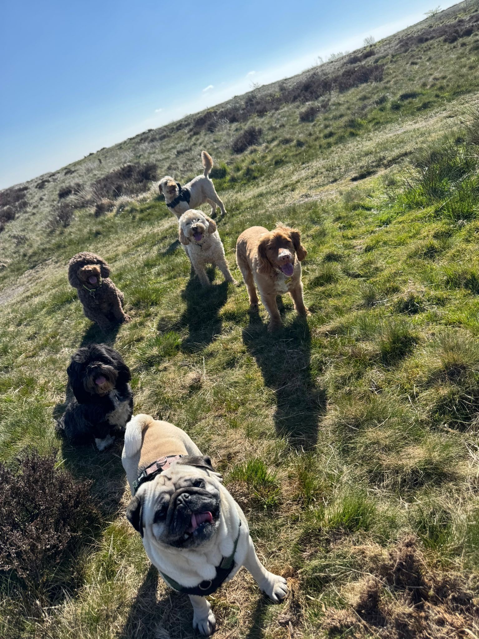 Group of dogs on a sunny hillside walk