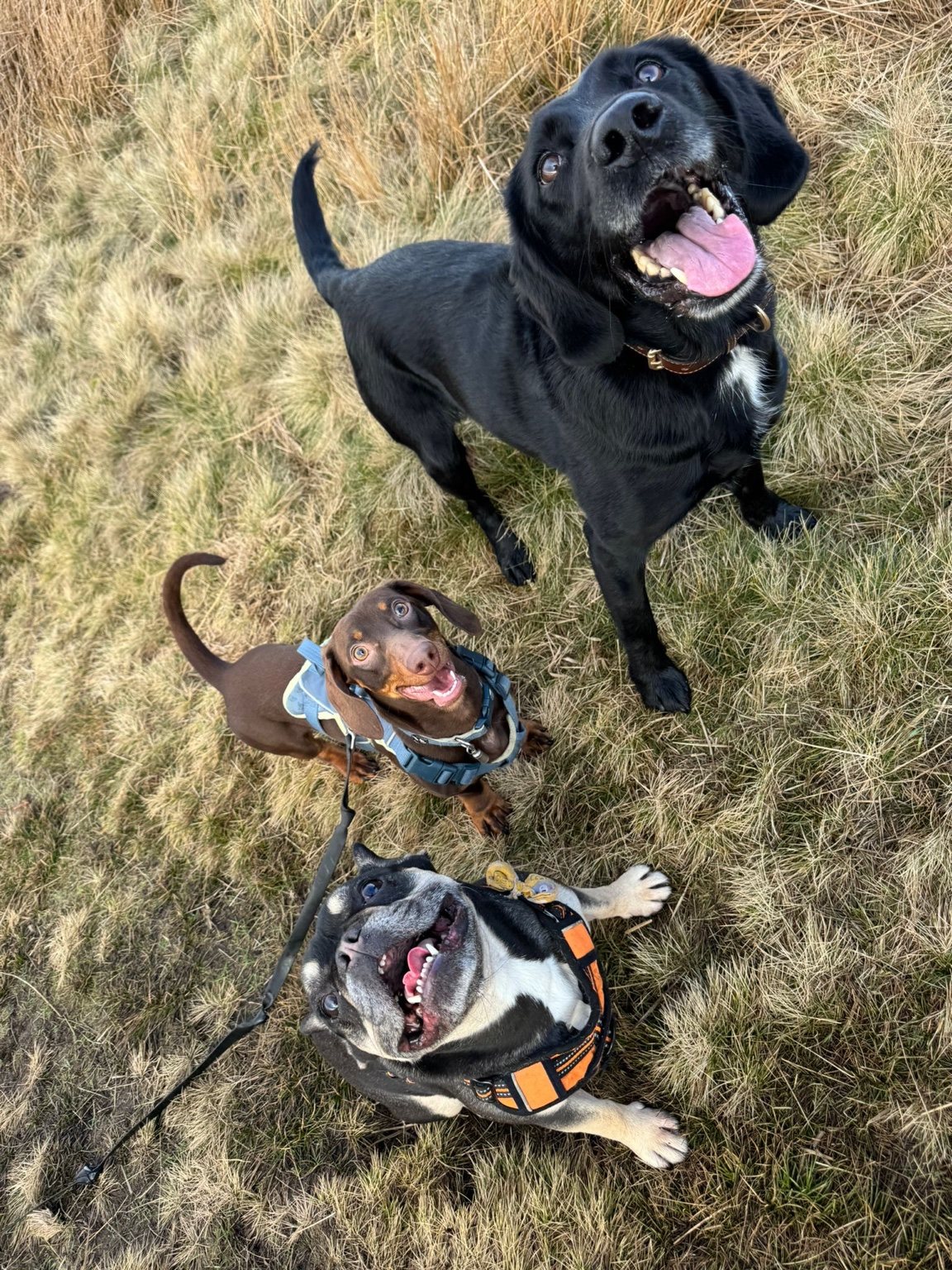 Happy dogs looking up at the camera